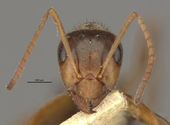 Media type: image;   Entomology 8878 Aspect: head frontal view
